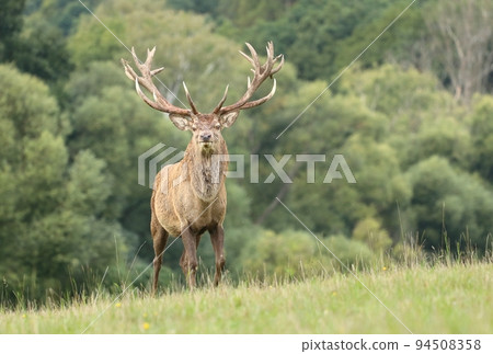Majestic red deer stag during rut 94508358