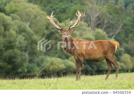 Majestic red deer stag during rut Majestic red deer stag during rut 94508359