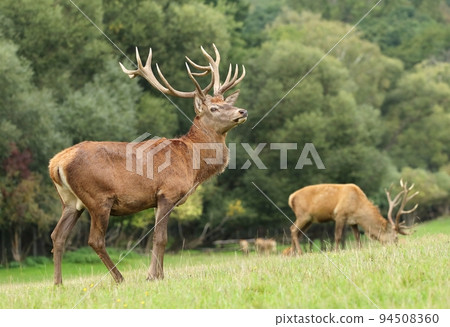 Majestic red deer stag during rut Majestic red deer stag during rut 94508360