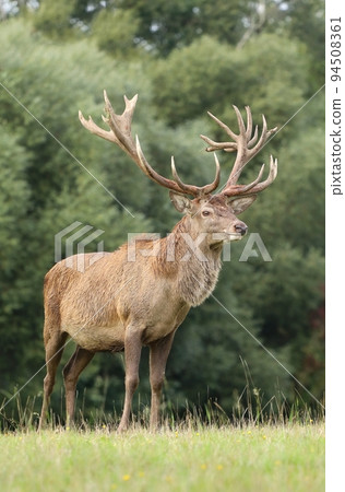 Majestic red deer stag during rut Majestic red deer stag during rut 94508361