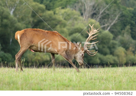 Majestic red deer stag during rut Majestic red deer stag during rut 94508362