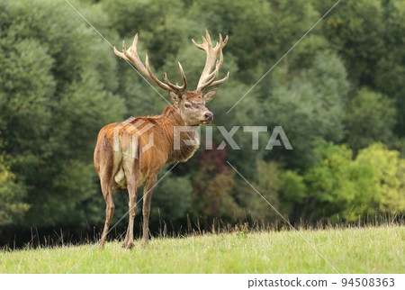 Majestic red deer stag during rut Majestic red deer stag during rut 94508363