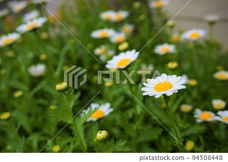 Kanshiro Chrysanthemum Cold White Chrysanthemum North Pole Chrysanthemum Kanshiro Chrysanthemum Cold White Chrysanthemum North Pole Chrysanthemum 94508448