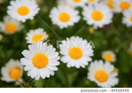 Kanshiro Chrysanthemum Cold White Chrysanthemum North Pole Chrysanthemum Kanshiro Chrysanthemum Cold White Chrysanthemum North Pole Chrysanthemum 94508449
