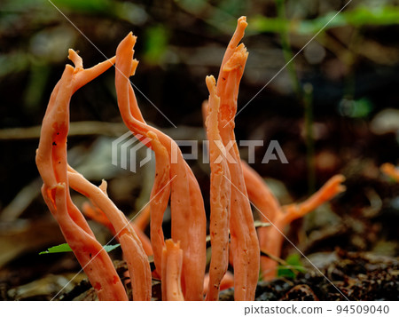 Mushroom World Pelargonium sarcophagus colony 94509040