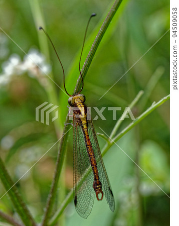 Friends of the Reticulated Eyefly Friends of the Reticulated Eyefly 94509058