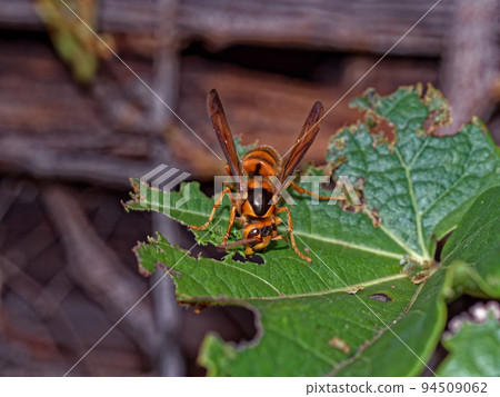 狩獵蜜蜂大和紙黃蜂 (Waspidae) 狩獵蜜蜂大和紙黃蜂 (Waspidae) 94509062