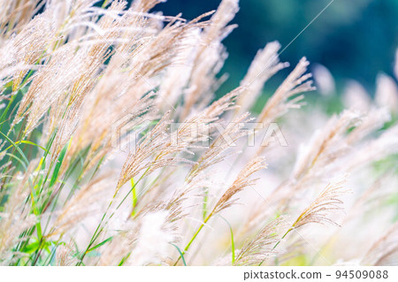 [Autumn material] Susuki ears and blue sky [Nagano Prefecture] 94509088