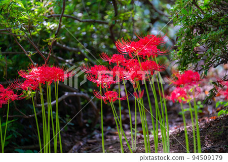 [Autumn material] Cluster amaryllis [Nagano Prefecture] 94509179