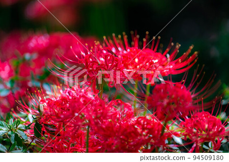 [Autumn material] Cluster amaryllis [Nagano Prefecture] 94509180