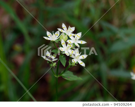 秋天盛開的野花 94509264