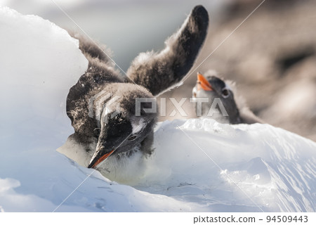 Gentoo Penguin, Antartica 94509443