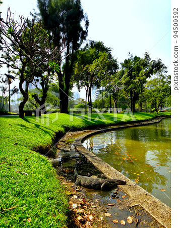 泰國曼谷魯比尼公園的水監控蜥蜴 泰國曼谷魯比尼公園的水監控蜥蜴 94509592