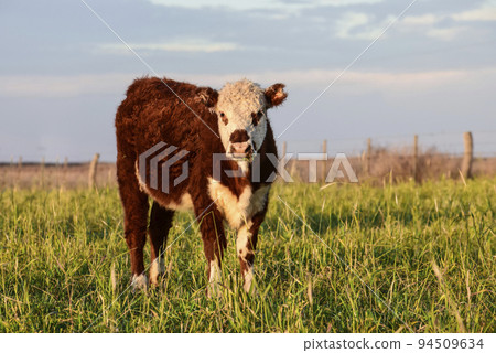 Livestock, Argentine meat production , in Buenos Aires countryside, Argentina 94509634