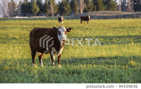 Livestock, Argentine meat production , in Buenos Aires countryside, Argentina 94509636