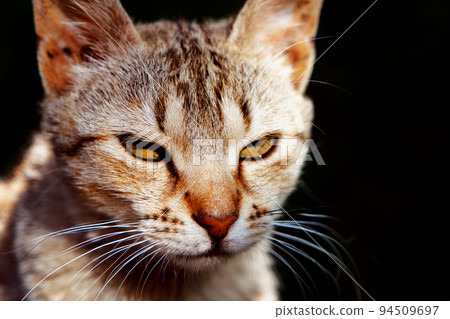 Close-up of grumpy striped young cat sitting outside. Close-up of grumpy striped young cat sitting outside. 94509697