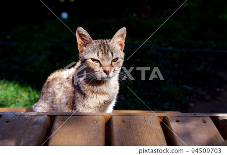 Close-up of grumpy striped young cat sitting outside. Close-up of grumpy striped young cat sitting outside. 94509703