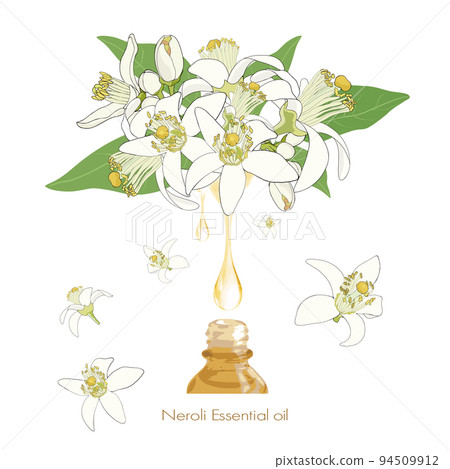 Neroli illustration, essential oil & aroma _02 94509912