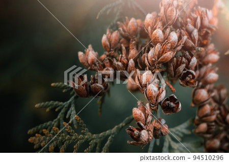 Beautiful autumn background. Dry branches of thuja. Coniferous cones. Dried trending Plants. Beautiful autumn background. Dry branches of thuja. Coniferous cones. Dried trending Plants. 94510296
