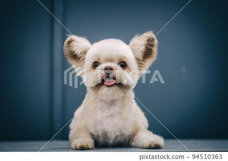 Grooming a dog in a grooming salon. Animal care. 94510363