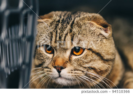 Surprised cat in the care salon. Surprised cat in the care salon. 94510366