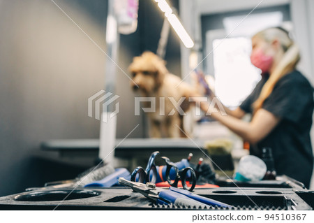 Dog care. The master guides the shape of the head with scissors. Dog care. The master guides the shape of the head with scissors. 94510367