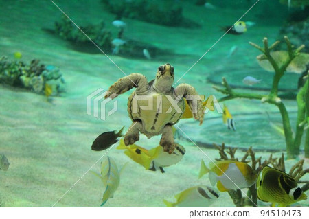sea turtle showing belly 94510473