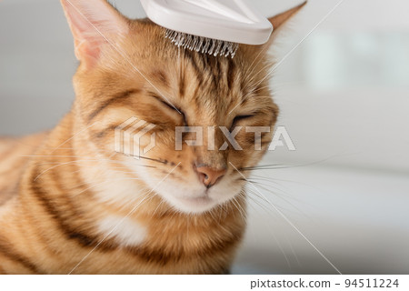 Grooming brushing red bengal cat with a special brush for grooming pets care concept. 94511224