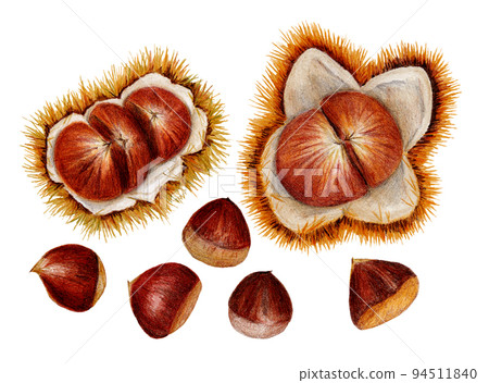 Hand drawn colored pencil drawing chestnut harvest 94511840