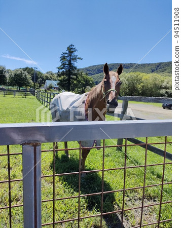 可愛的馬 可愛的馬 94511908