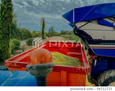 loaded harvested grapes into truck body 94512725