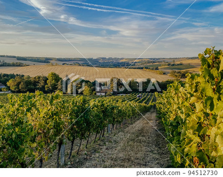 autumn grape harvest in France 94512730