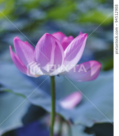 A beautiful pink waterlily or lotus flower in pond 94512908