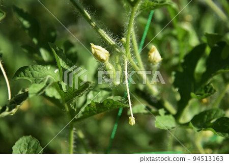 Kodama Watermelon Cultivation/Home Garden 94513163