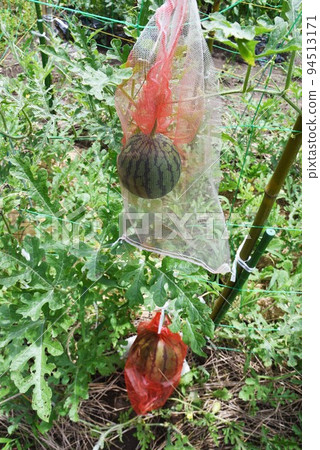 Kodama Watermelon Cultivation/Home Garden 94513171