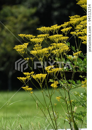 Autumn seven herbs, Ominaeshi flower Autumn seven herbs, Ominaeshi flower 94513254