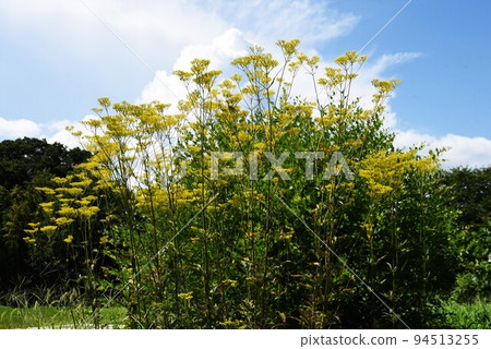 Autumn seven herbs, Ominaeshi flower 94513255