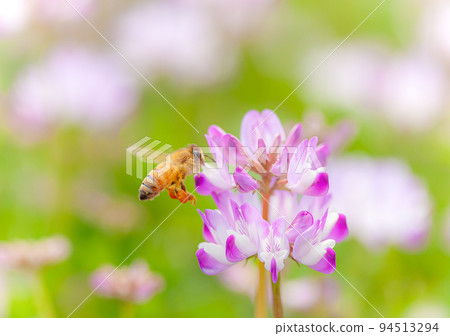 Renge 001 Honeybee who came to collect lotus honey 94513294