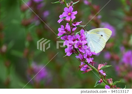 千屈菜花和蝴蝶 千屈菜花和蝴蝶 94513317