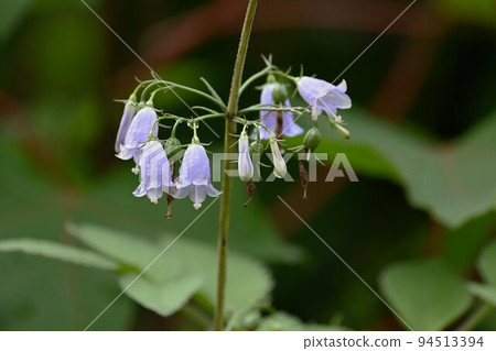 Tuliganinjin花 94513394