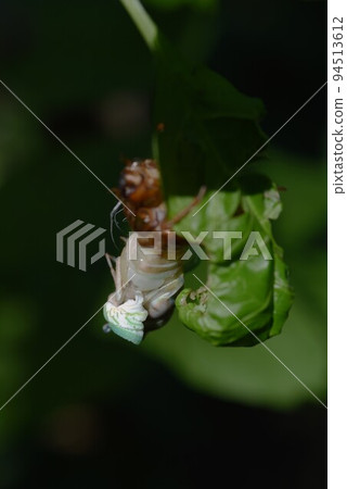Cicada ecology Molting, emergence, imago, cast-off shell 94513612