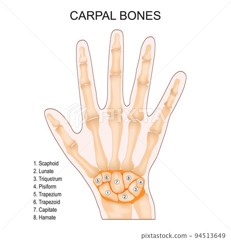 Carpal bones. Human hand anatomy 94513649