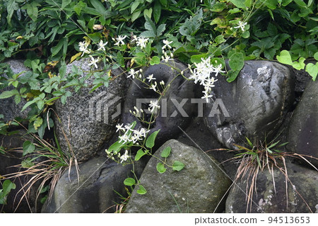 Sengenesou flower Sengenesou flower 94513653