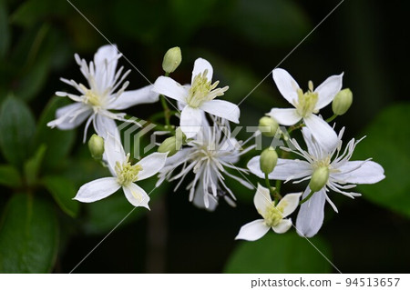 Sengenesou花 94513657
