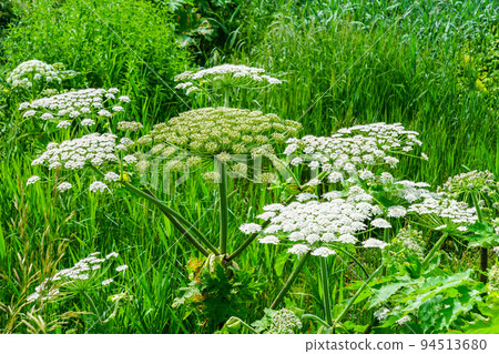 White flowers, Heracleum sphondylium, commonly known as hogweed, wild flowers of the field 94513680