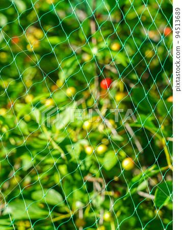 Cherry tree branches with a harvest of berries are covered with a net for protection from birds 94513689