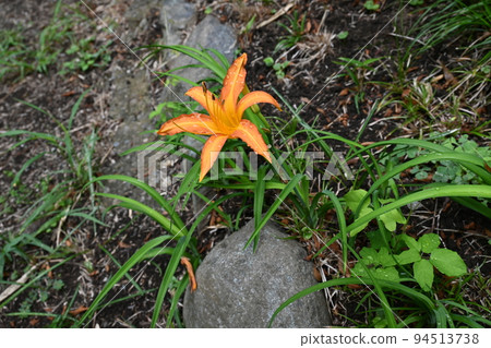 雨中的黃花菜 雨中的黃花菜 94513738