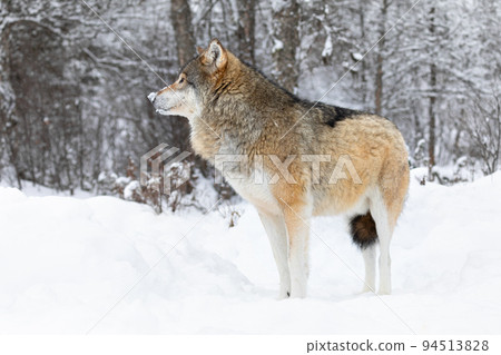 One beautiful wolf standing in the snow in beautiful winter forest 94513828