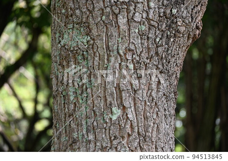 橡樹 橡樹 94513845