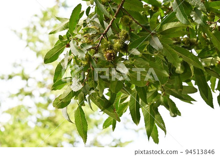 橡樹 橡樹 94513846